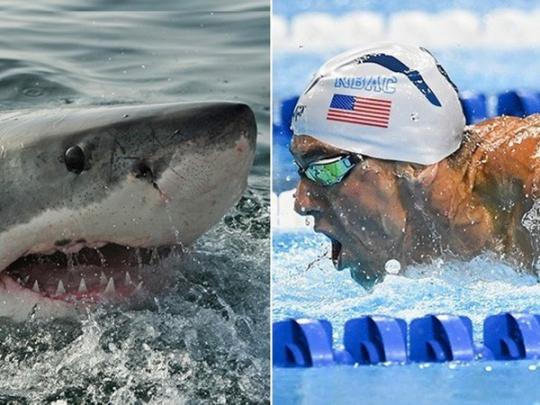 Знаменитий плавець Майкл Фелпс програв заплив білої акулі (відео)