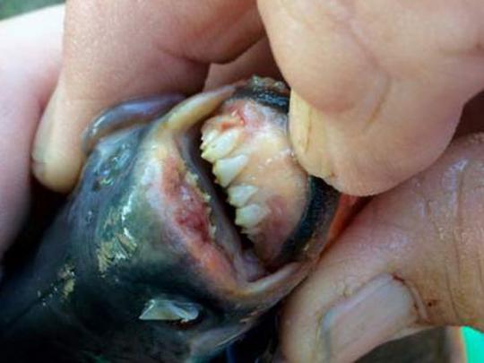Рыба-мутант с человеческими зубами едва не искусала ребенка