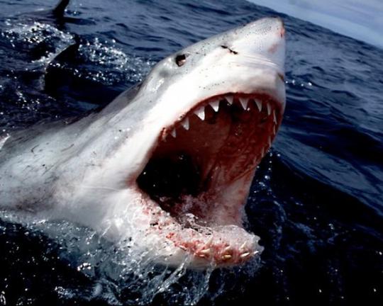 В Египте на курорте акула убила туриста