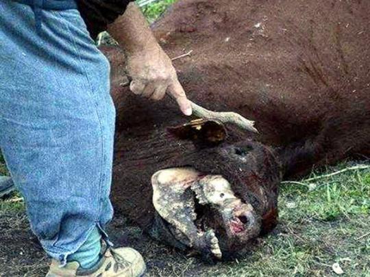 Инопланетяне или чупакабра: в Аргентине ищут объяснения странной гибели коров