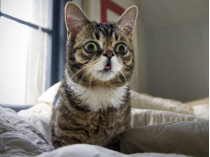 Померла кішка Ліл Баб&nbsp;— одна з перших тварин, які стали зірками інтернету (фото, відео)