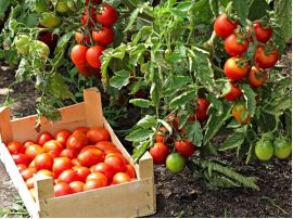Гарний урожай томатів
