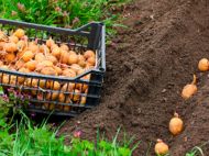 Урожай буде величезний: коли і&nbsp;як&nbsp;садити картоплю в&nbsp;травні та&nbsp;червні, і&nbsp;чим зайняти міжряддя (відео)