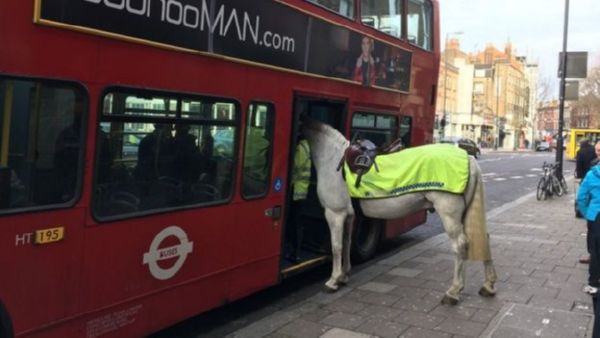 Коням нельзя! в столице Англии полицейская лошадь пробовала сесть в двухэтажный автобус