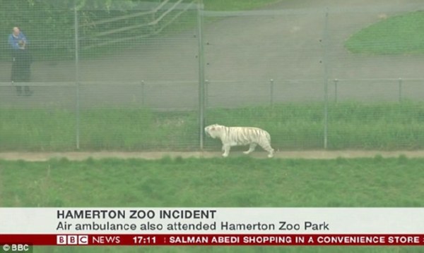 В британском зоопарке тигр убил сотрудницу