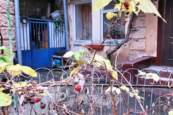 Аномальная погода в Украине: среди зимы созрела малина и распустились цветы