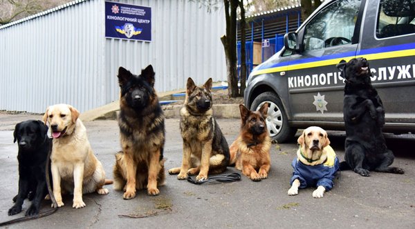 собаки-полицейские