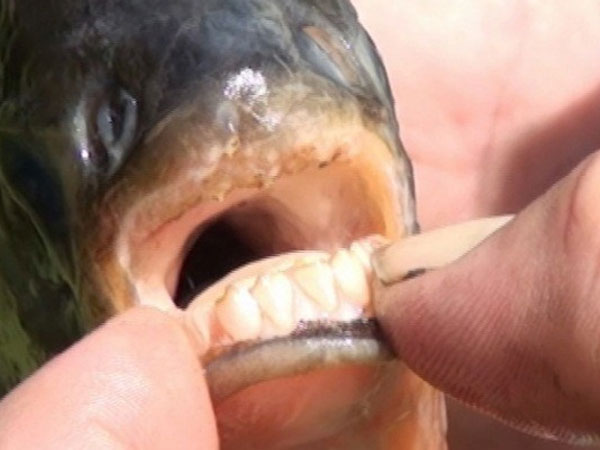 Рыба-мутант с человеческими зубами едва не искусала ребенка