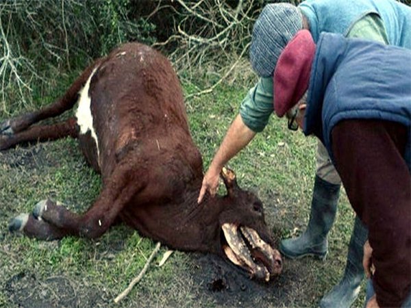 Инопланетяне или чупакабра: в Аргентине ищут объяснения странной гибели коров
