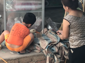 Сеть растрогало видео с малышом, спасшим утку от тесака матери 