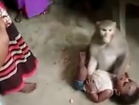 В Индии обезьяна украла ребенка, приняв его за своего детеныша 