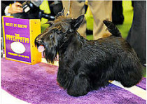 Шотландский терьер, получивший за свои четыре года 112 золотых медалей на выставках и признанный лучшей собакой в мире, выступил в утреннем телешоу на одном из центральных американских каналов