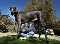 Четырехлетний дог из америки, весящий 111 килограммов, признан самой крупной собакой в мире
