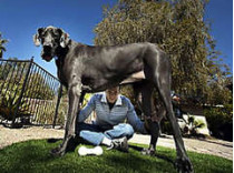 Четырехлетний дог из америки, весящий 111 килограммов, признан самой крупной собакой в мире