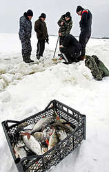 Когда после сброса воды на киевской гэс полуметровый пласт льда лег на дно водохранилища, десятки тонн рыбы оказались в смертельной ловушке