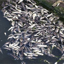 В черном море, южных лиманах и озерах из-за аномально высокой температуры воды массово гибнет рыба, а предприимчивые граждане продают ее задешево на рынках
