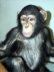 В киевском зоопарке умер самец шимпанзе, доставленный туда всего неделю назад