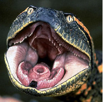 Открыв крышку унитаза, жительница польского вроцлава обнаружила в нем двухметровую змею