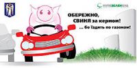 «киевзеленстрой» организовал в городе акцию&#133; «свинья за рулем»