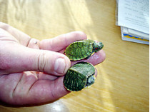 В поезде дальнего следования обнаружены два контейнера с&#133; Детенышами экзотической черепахи, обитательницы американского континента