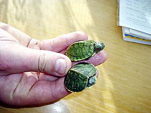 В поезде дальнего следования обнаружены два контейнера с&#133; Детенышами экзотической черепахи, обитательницы американского континента