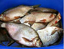 40% продаваемой в Украине рыбы — «с душком»