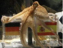 Сегодня в Германии представят нового осьминога–оракула