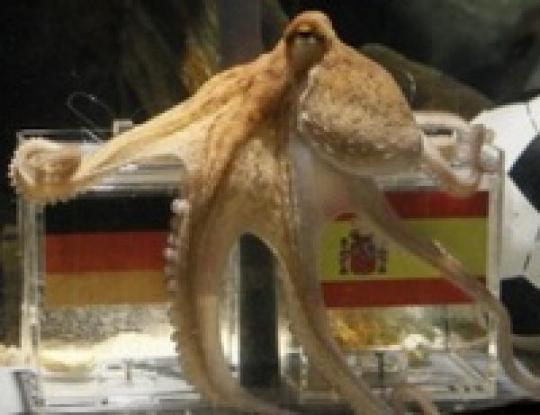 Сегодня в Германии представят нового осьминога–оракула