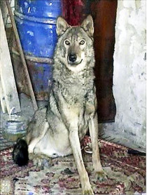 Попавший в Донецкий приют для собак волк оказался&#133; домашним