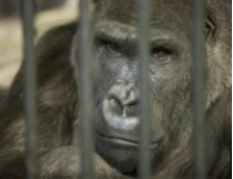 После недавней критики зоозащитников, самцу гориллы из Киевского зоопарка подарят телевизор&#133;