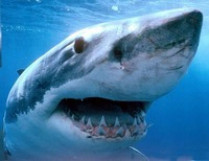 В нападении акул на туристов в Египте виноваты&#133; спецслужбы Израиля?