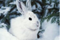 Наступающий год кролика лучше всего встречать в белом, а дарить на праздник&nbsp;— деньги 