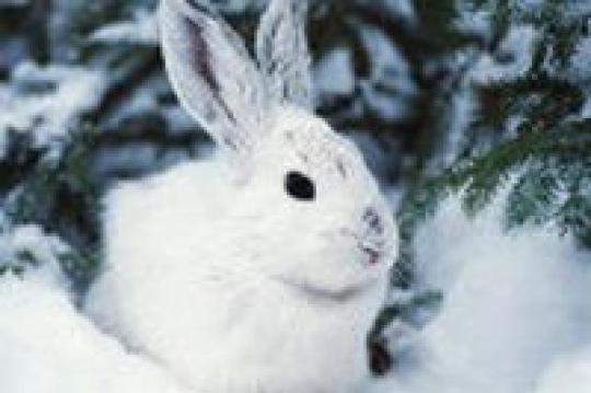 Наступающий год кролика лучше всего встречать в белом, а дарить на праздник&nbsp;— деньги 