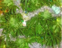 Немецкие полицейские отобрали у старого хиппи двухметровый куст марихуаны, украшенный под рождественскую елку 