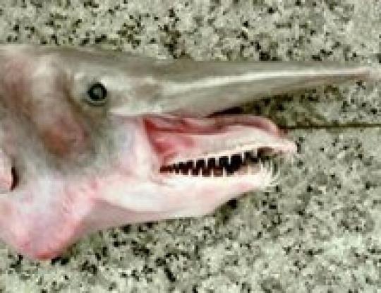 В Севастополе поймали акулу из Тихого океана