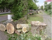 Янукович запретил вырубку деревьев в Киеве