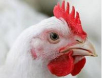 В Германии на птицефабриках в куриный корм попал диоксин