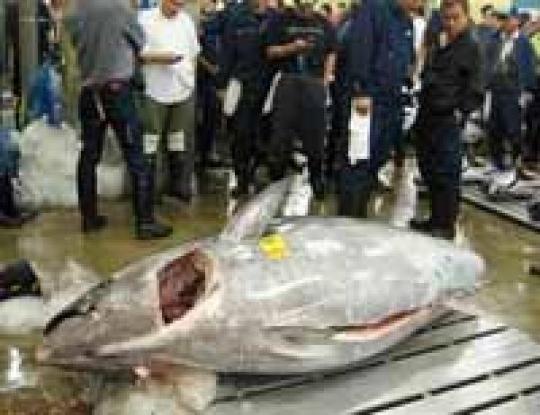 На знаменитом Токийском рынке Цукидзи продали гигантского тунца почти за 400 тысяч долларов