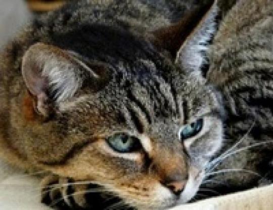 На Житомирщине кошка спала жизнь своему хозяину, разбудив во время пожара