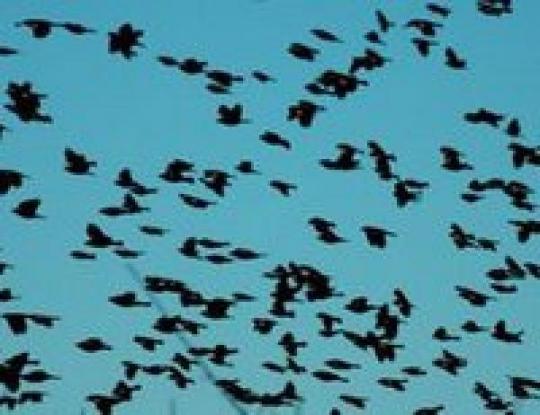 Массовая гибель птиц произошла в Швеции