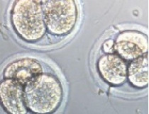 эмбрионы