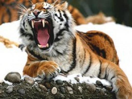 В Китае тигр растерзал садовника