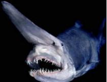Акула-гоблин в Черном море — это выдумка журналистов