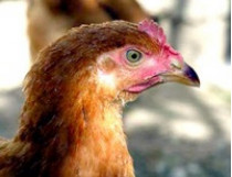 Трансгенные куры помогут ученым в борьбе с птичим гриппом