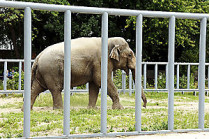 Вчера в столичном зоопарке умер слон бой, которому в этом году исполнилось бы 40 лет
