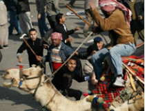 Верблюжья революция продолжает шествовать по странам ближнего Востока: протесты в Алжире, Йемнее