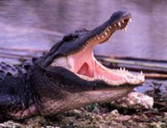 гребнистый крокодил