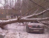 упавшее дерево