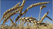 Азарова просят разблокировать експорт зерна