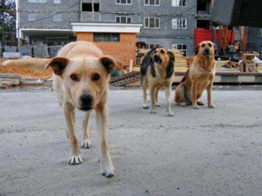 Отлавливать четвероногих бродяжек в Киеве теперь будут по графику, составленному коммунальным предприятием «Приют для животных»